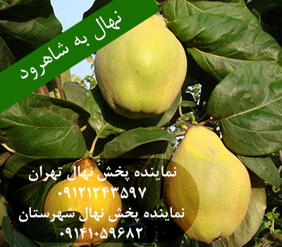 خرید بهترین نهال به شاهرود