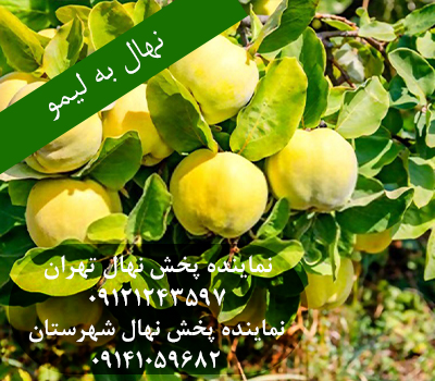 خرید نهال به لیمو