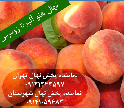 خرید نهال هلو آلبرتا زودرس