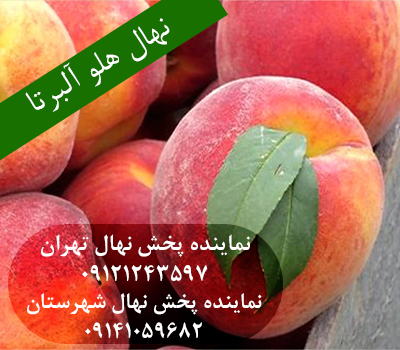 خرید نهال هلو آلبرتا