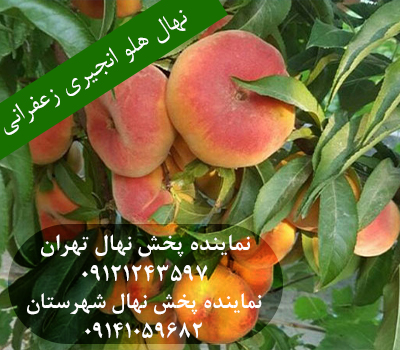 خرید نهال هلو انجیری زعفرانی