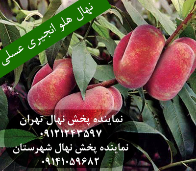 خرید نهال هلو انجیری عسلی