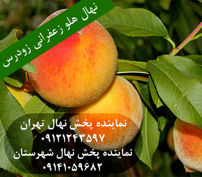 خرید نهال هلو زعفرانی زودرس