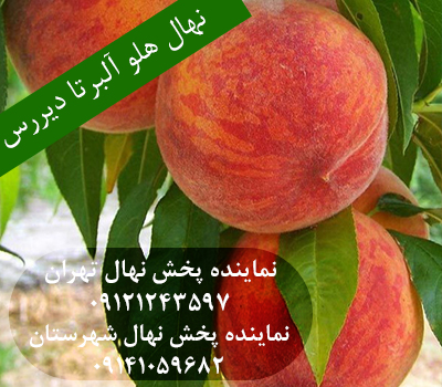 خرید بهترین نهال هلو آلبرتا دیررس