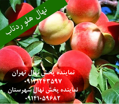 نهال هلو ردتاپ