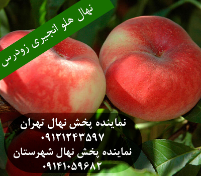 خرید نهال هلو انجیری زودرس