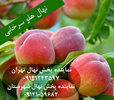 خرید نهال هلو سرخابی