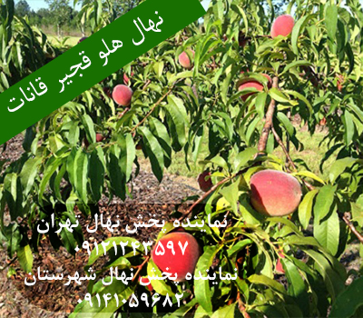 خرید نهال هلو قجیر قانات