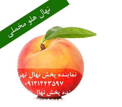 خرید نهال هلو مخملی