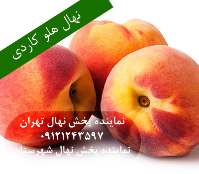 خرید بهترین نهال هلو کاردی