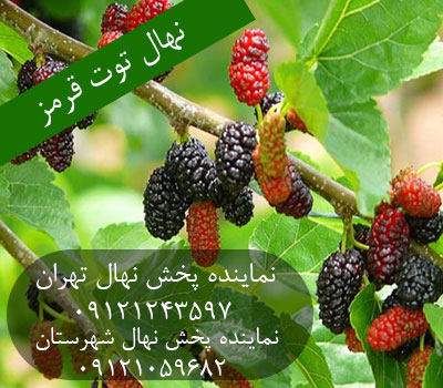 خرید نهال توت قرمز 