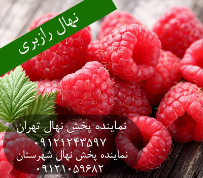 خرید نهال رازبری