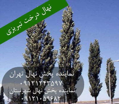 نهال درخت تبریزی