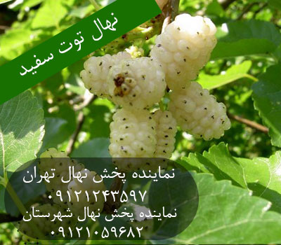 نهال توت سیفد