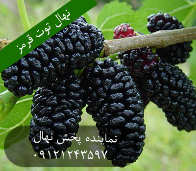 خرید نهال توت قرمز