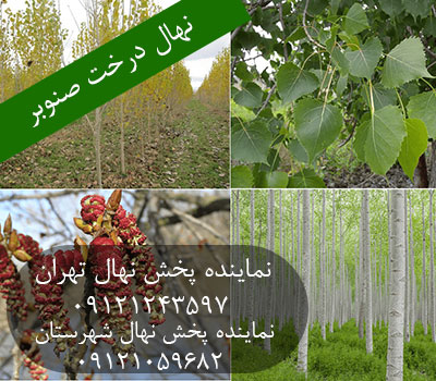 نهال درخت صنوبر