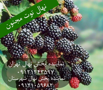 خرید بهترین نهال مجنون 