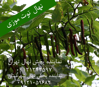 قیمت نهال توت موزی 