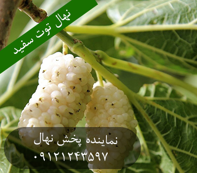 خرید نهال توت سفید