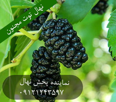 خرید نهال توت مجنون