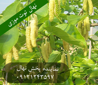 خرید نهال توت موزی