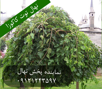 خرید نهال توت کاکوزا