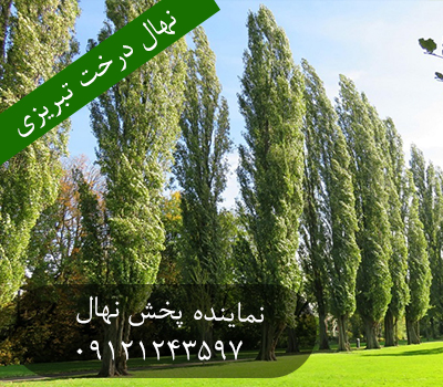 خرید نهال درخت تبریزی