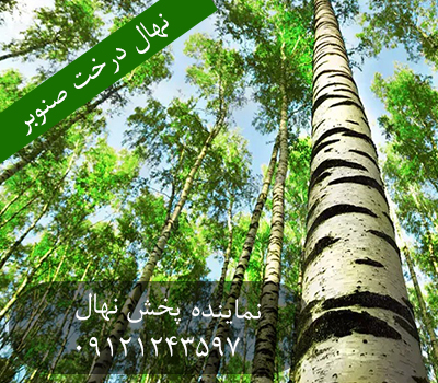 خرید نهال درخت صنوبر