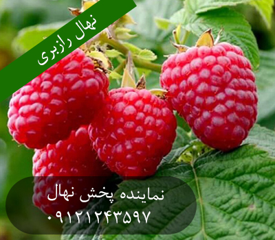 خرید بهترین نهال رازبری