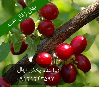 خرید نهال زغال اخته