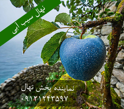 خرید نهال سیب آبی
