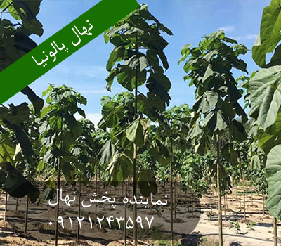 نهال پالونیا