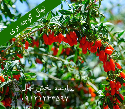 نهال گوجه بری