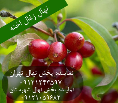 نهال زغال اخته