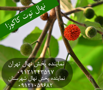 خرید نهال توت کاکوزا