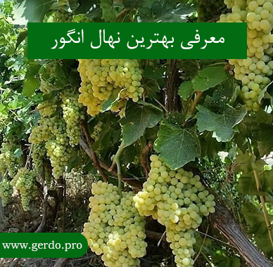 بهترین نهال انگور