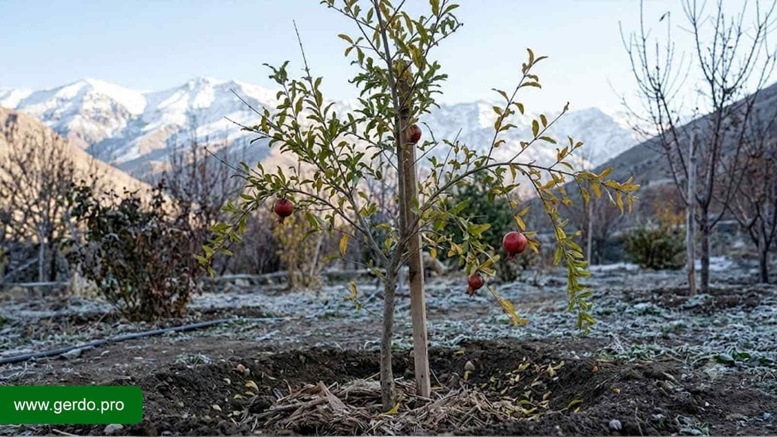 نهال انار مقاوم به سرما