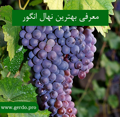 خرید بهترین نهال انگور