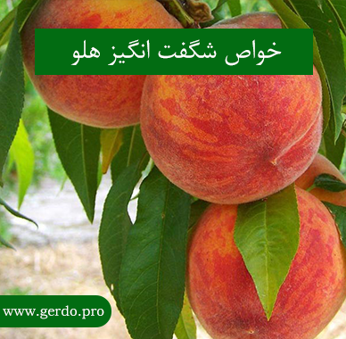 خواص هلو