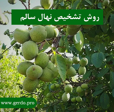 بهترین روش تشخیص نهال سالم