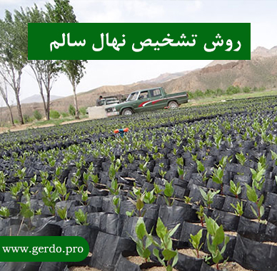 تشخیص نهال سالم