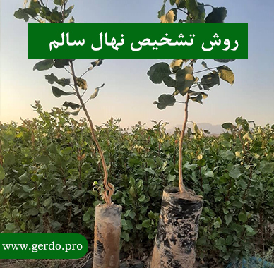 تشخیص نهال سالم