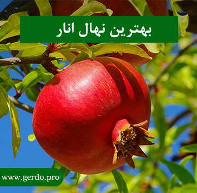 بهترین نهال انار