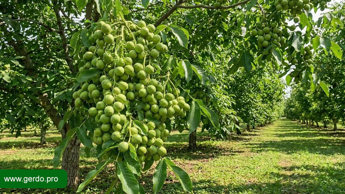 بهترین نهال گردو