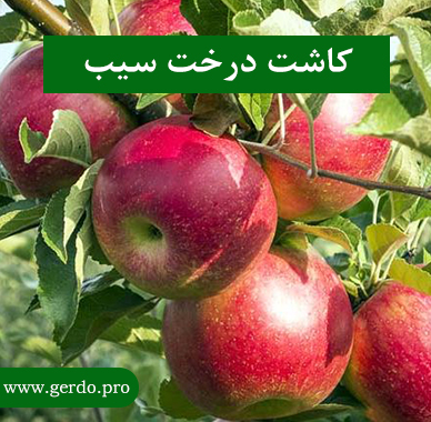 روش کاشت درخت سیب