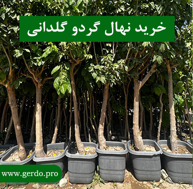 خرید نهال گردو گلدانی