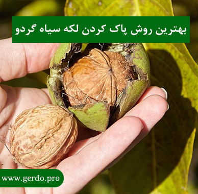 پاک کردن لکه سیاه گردو