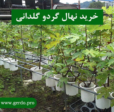 خرید بهترین نهال گردو گلدانی
