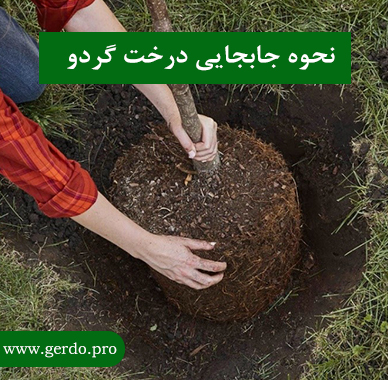 نحوه جابجایی درخت گردو