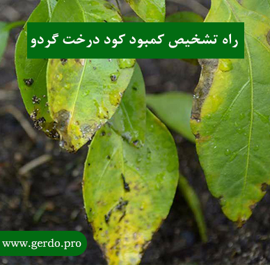 راه تشخیص کمبود کود درخت گردو